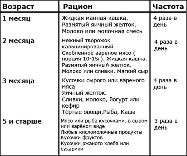 Сколько едят кошки. Кормление котят 2-3 месяца кормом. Чем можно кормить 2 месячного котенка. Чем можно кормить котенка в 1 месяц. Как кормить 2 месячного котенка без кошки в домашних условиях.