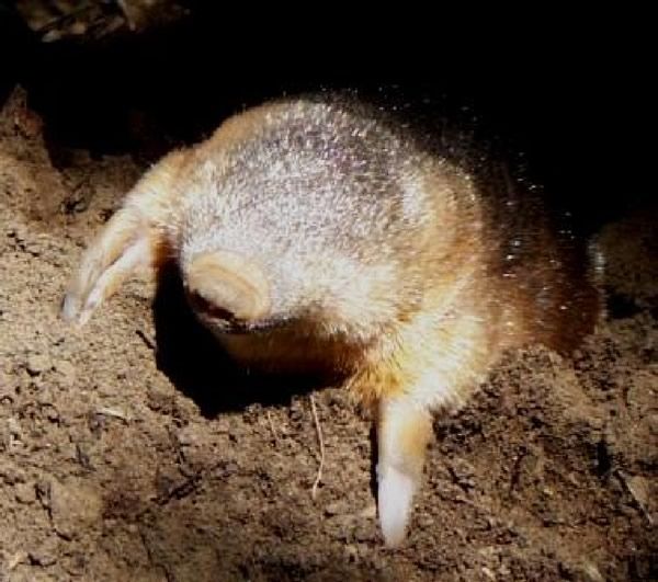 Капские златокроты — млекопитающие с необычайным мехом