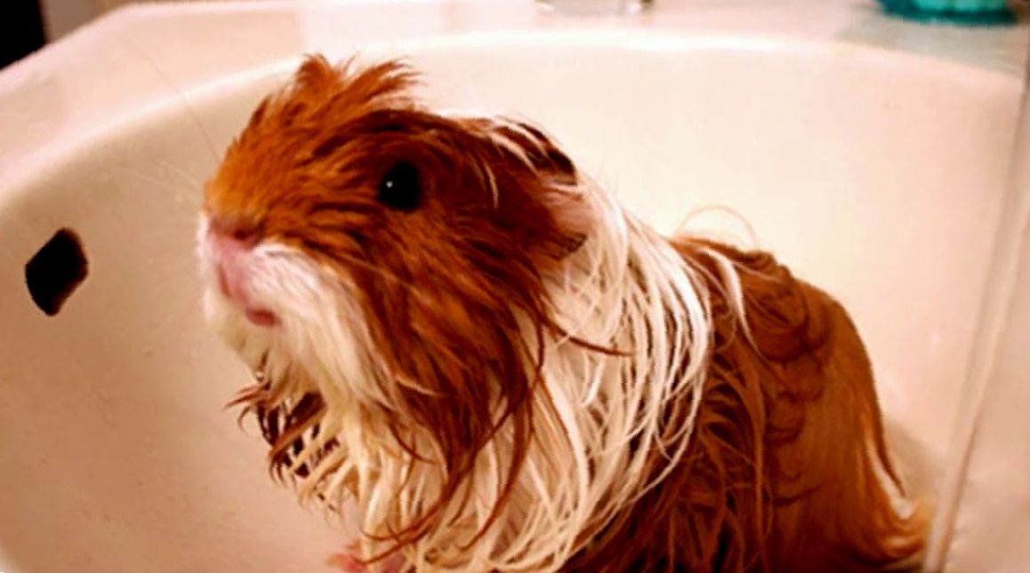 Можно ли мыть морских свинок обычным шампунем. как правильно купать морских свинок в домашних условиях