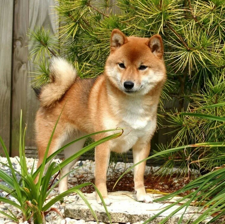Японский хин: все о собаке, фото, описание породы, характер, цена
