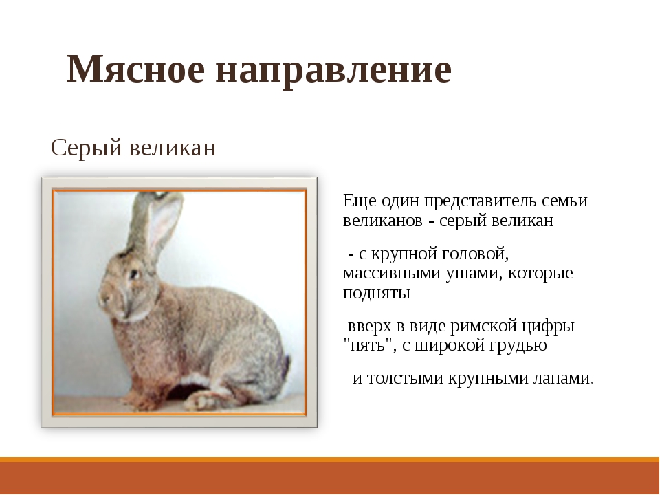 ᐉ кролики великаны: обзор пород, разведение и выращивание - zooon.ru