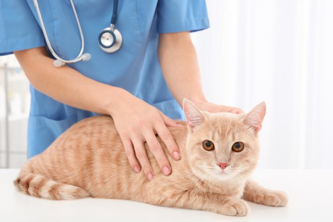 Лишай у кошек, фото, признаки и лечение
