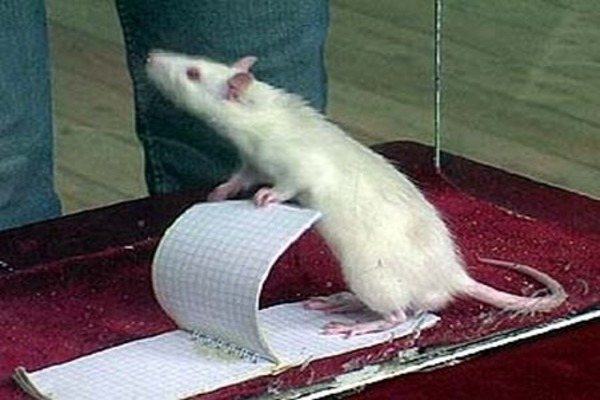 Дрессировка домашних крыс: с чего начать, как приучить к имени и научить трюкам
