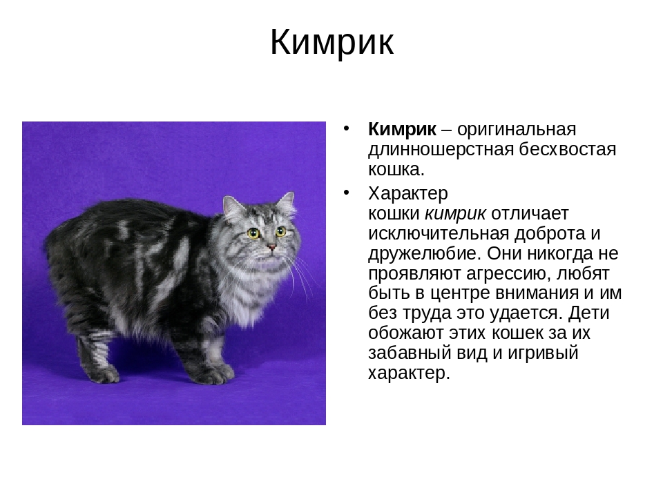 Купить кельтскую кошку в россии: как отличить европейскую короткошерстную породу- подробности ухода +видео