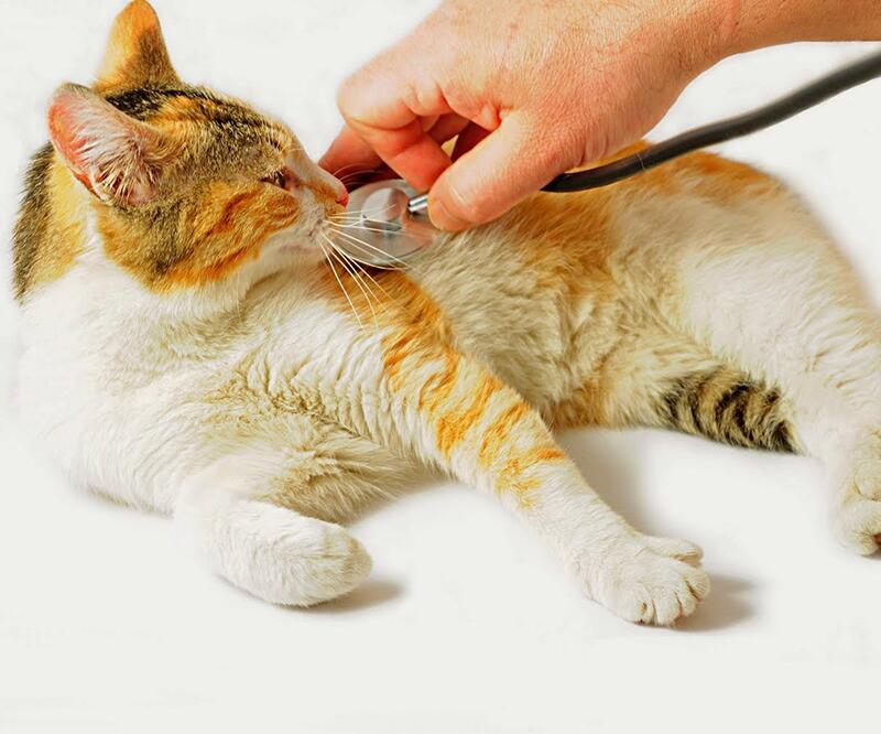 Коронавирус у домашних животных: виды, симптомы, лечение, анализы – dr.hug