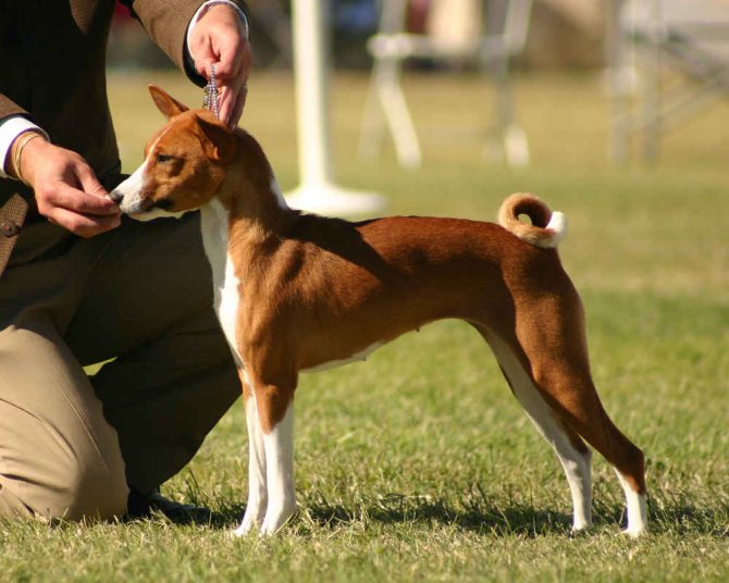 Басенджи: описание африканской породы собак, советы по уходу и содержанию