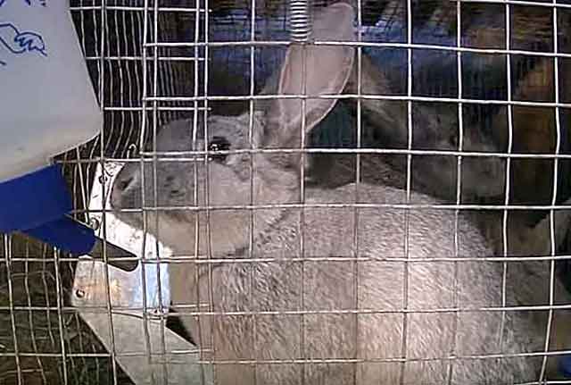 Нормальная цекотрофия у кроликов. цекотрофия - поедание домашними кроликами "мягкого кала" (цекотрофов).