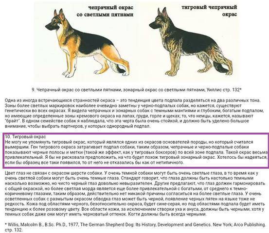 Идиопатический вестибулярный синдром у собак | hill's pet