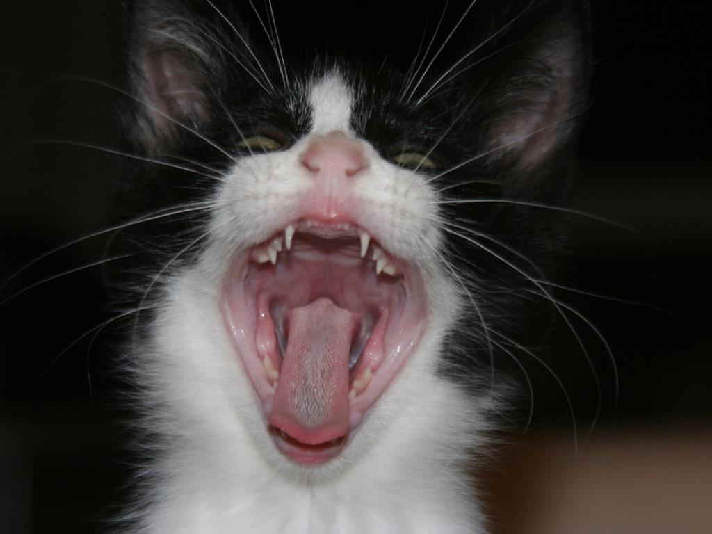 Когда меняются зубы у котят и как это происходит?