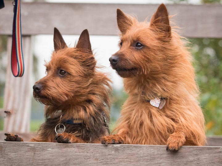 Австралийский терьер (100 фото собаки): описание породы, характер, цена щенков, отзывы, история породы, плюсы и минусы породы