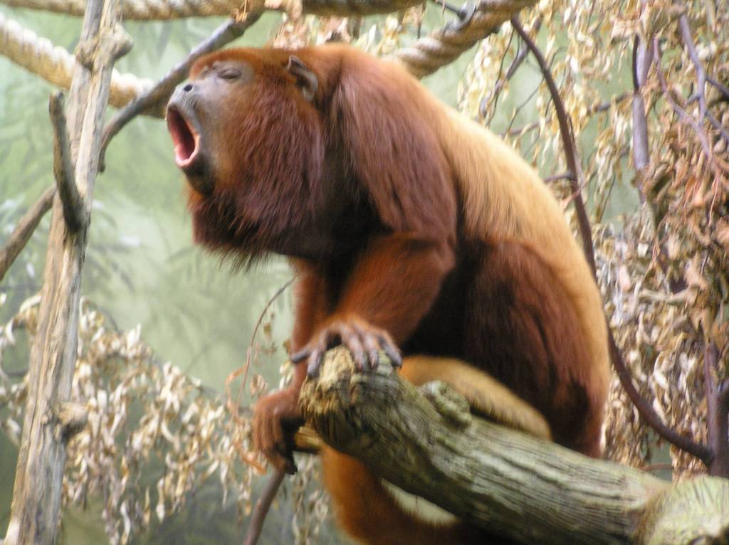 Обезьяна-ревун: описание приматов и значение их криков
