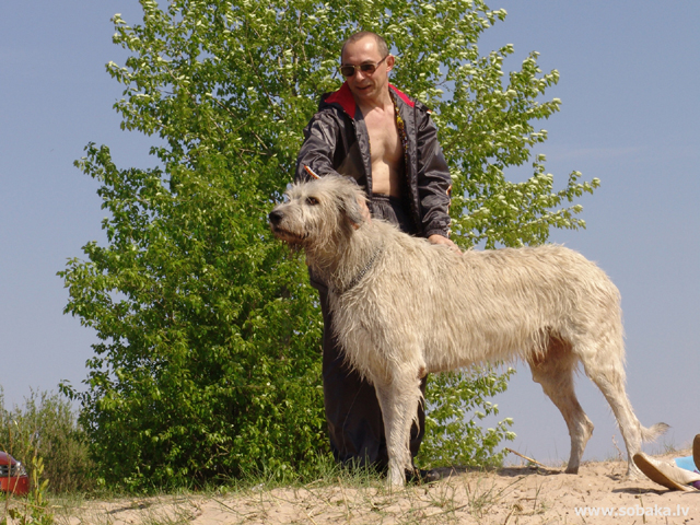 Ирландский волкодав фото, с человеком, цена щенка, описание породы, отзывы