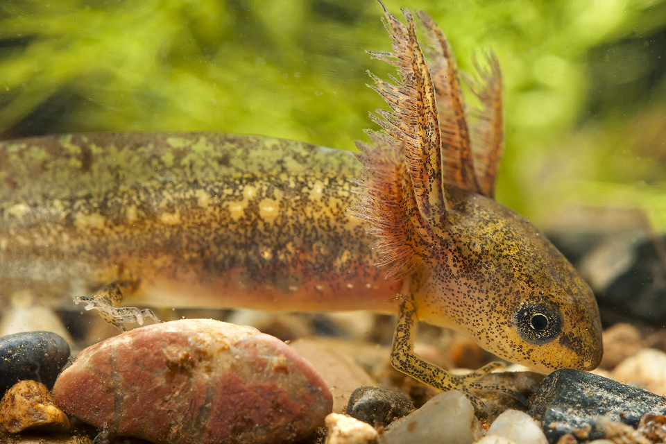 Обыкновенный Тритон (Triturus vulgaris)