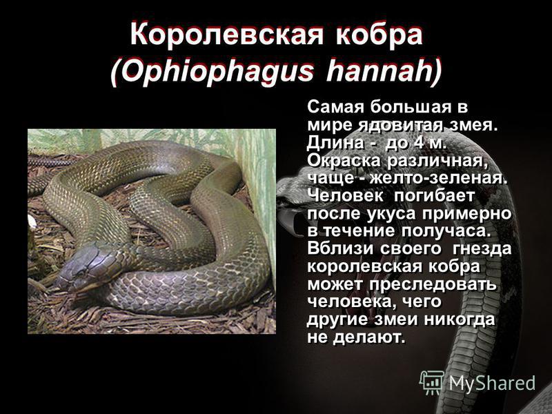 Змея гюрза — яркий представитель красной книги