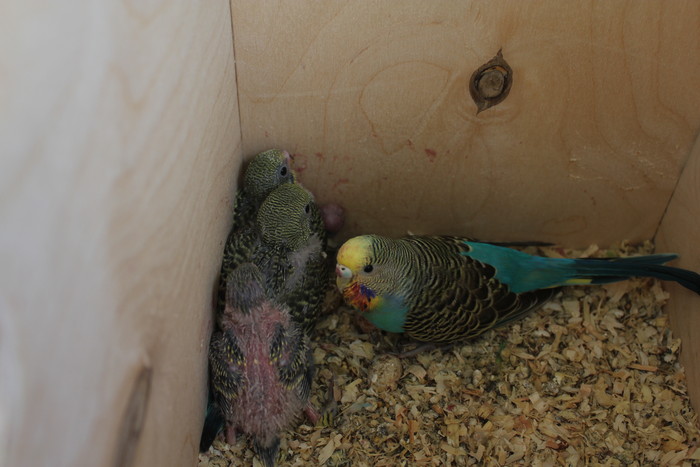 Появление и особенности ухода за птенцами волнистых попугаев