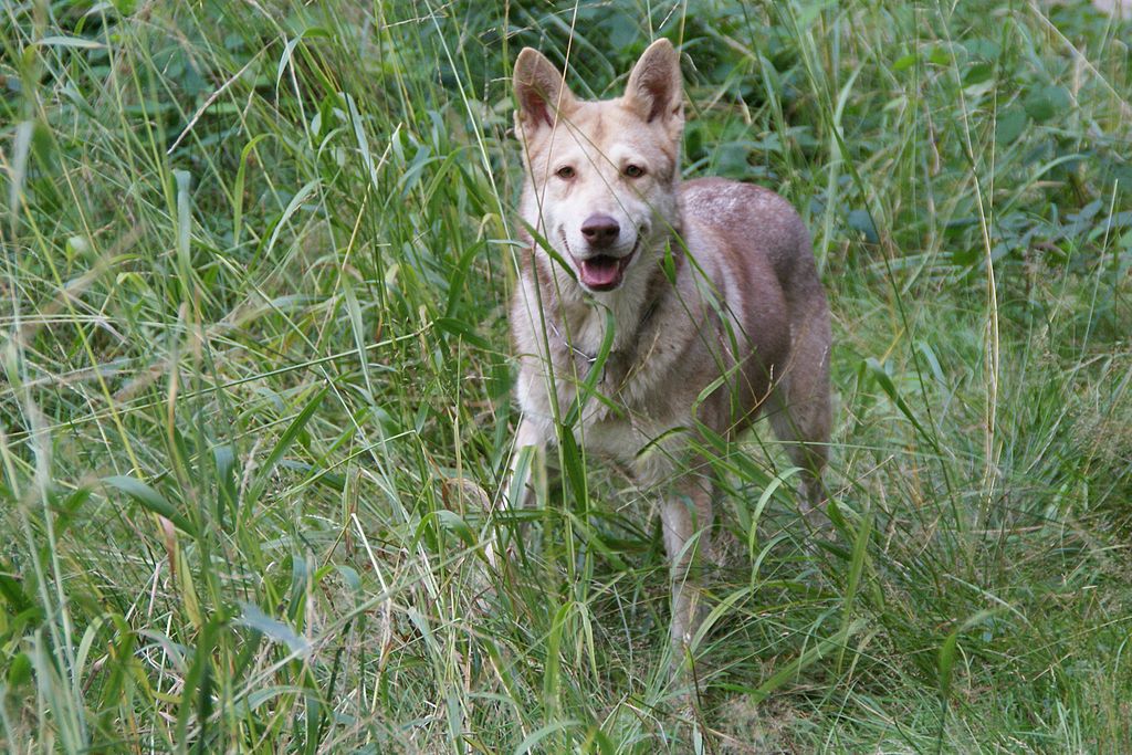 Волчья собака сарлоса: описание, характер, фото