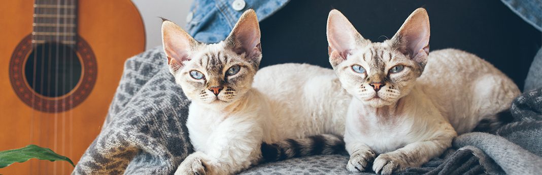 Гипоаллергенные кошки: породы, безопасные для астматиков