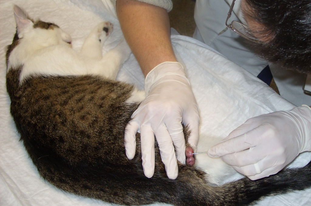 Шов после стерилизации кошки, как ухаживать?