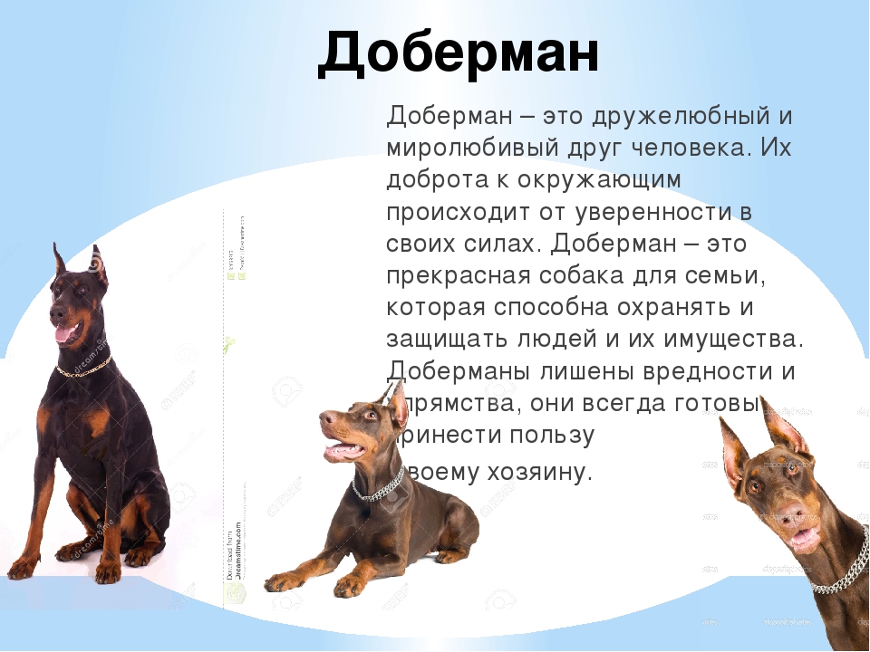 Доберман (72 фото): щенки породы доберман-пинчер, характеристика и описание собак, характер и отношения с детьми, отзывы владельцев