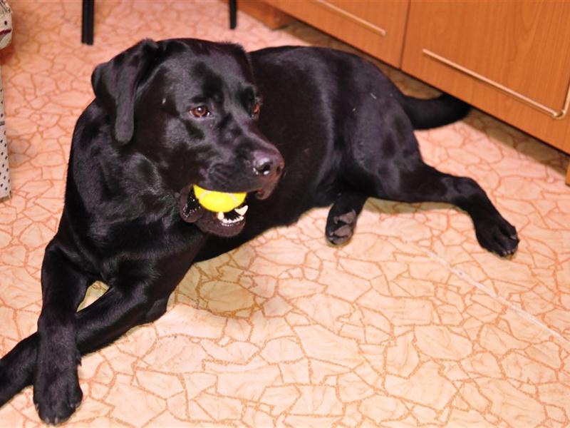 Черный лабрадор (43 фото): характер взрослых собак и щенков, клички для девочек и мальчиков черного цвета, питание и описание породы