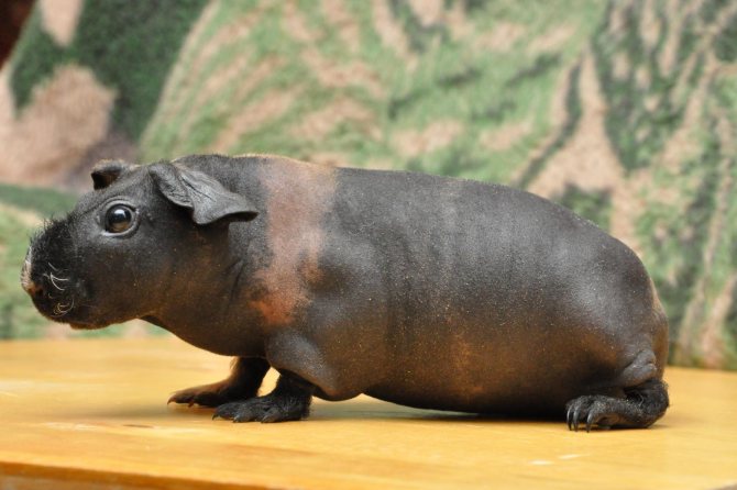 Лысая морская свинка – как выглядит, основные породы, особенности скинни и болдуин