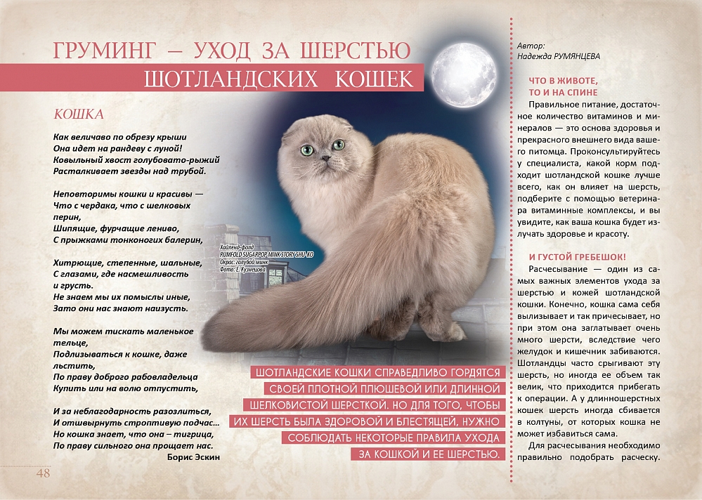 Как познакомить кошку с другими животными в доме | хиллс