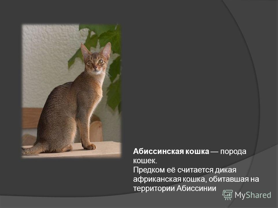 Абиссинская кошка - внешность, характеристики шерсти и окрас, содержание и рацион питания