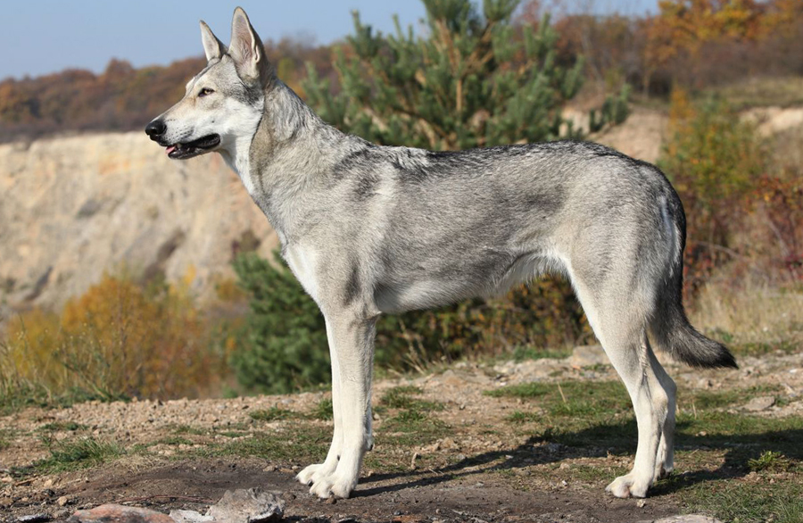 Чехословацкая волчья собака (фото): помесь волка и немецкой овчарки