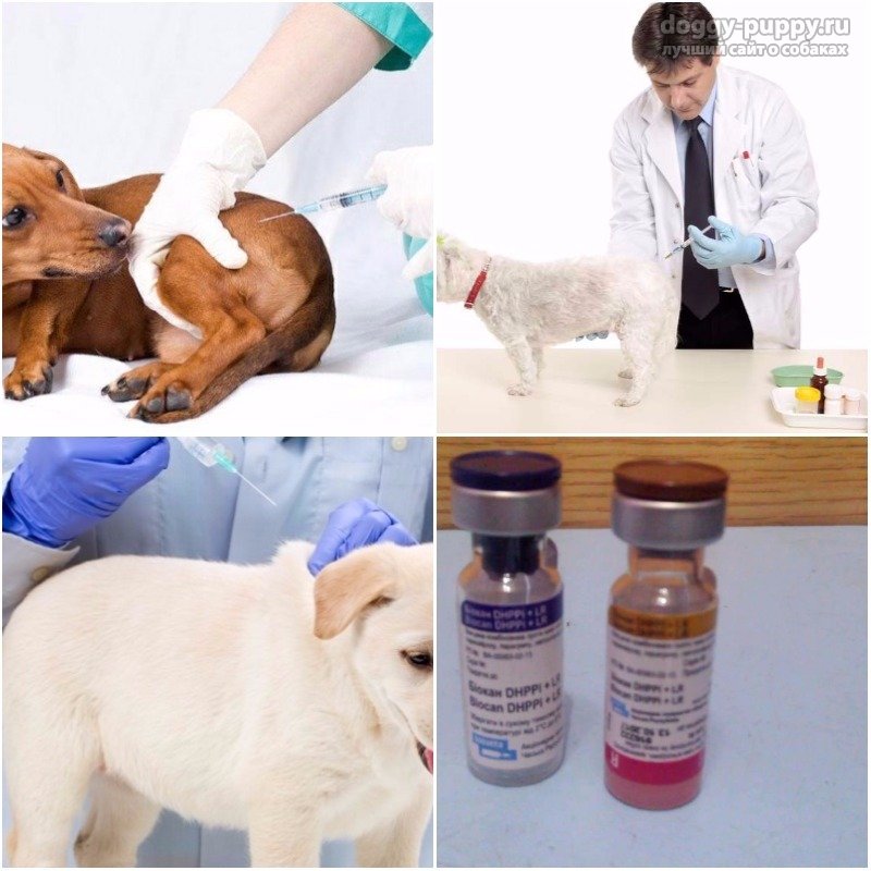 За сколько перед прививкой глистогонить собаку