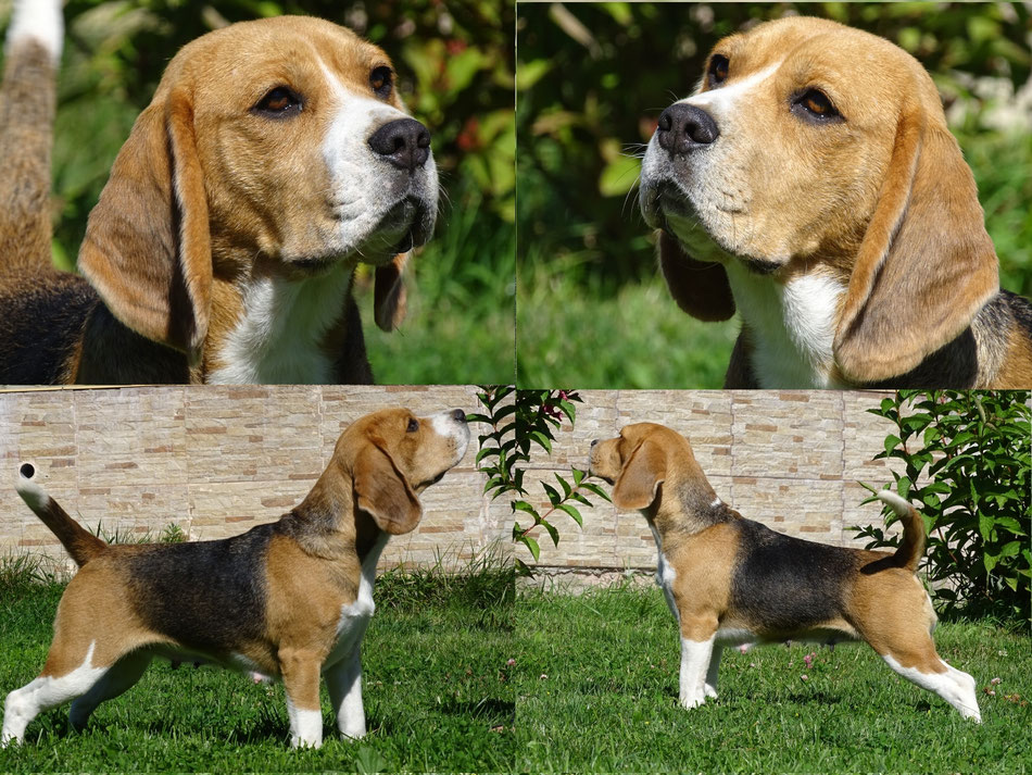 Бигля (63 фото): описание породы и характера взрослой собаки и щенка. сколько живут бигли? отзывы владельцев