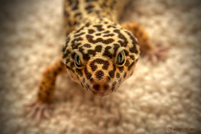 Леопардовый геккон эублефарсодержание и уход