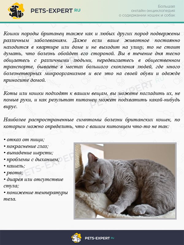 Почему кошка часто мяукает: топ-20 причин, что делать