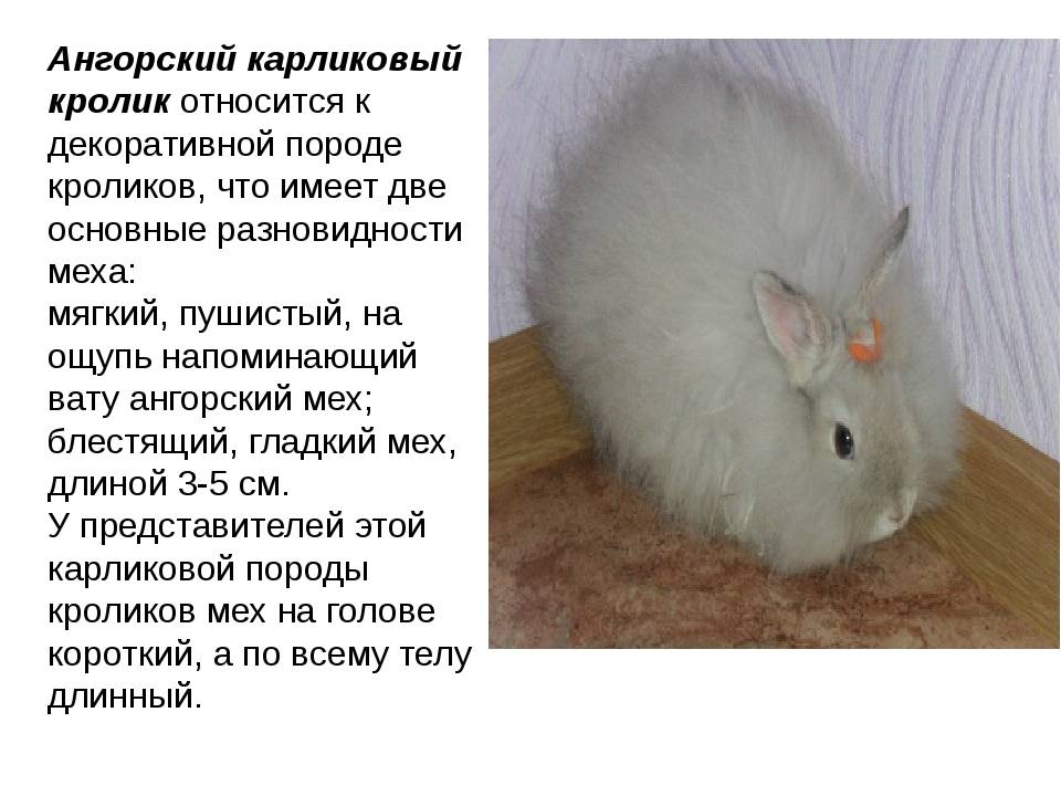 Популярные породы карликовых декоративных кроликов
