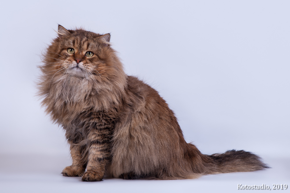 Сибирская кошка отличается покладистым характером и повадками охотника