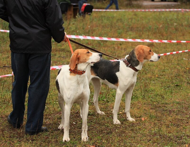 Охотничьи породы собак: обзор с фото, описанием и ценой