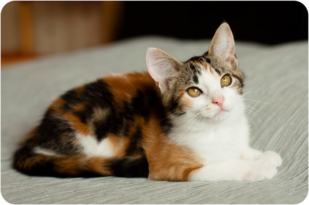 Какие гены отвечают за окрасы домашних любимцев, и какие бывают окрасы кошек - мир кошек