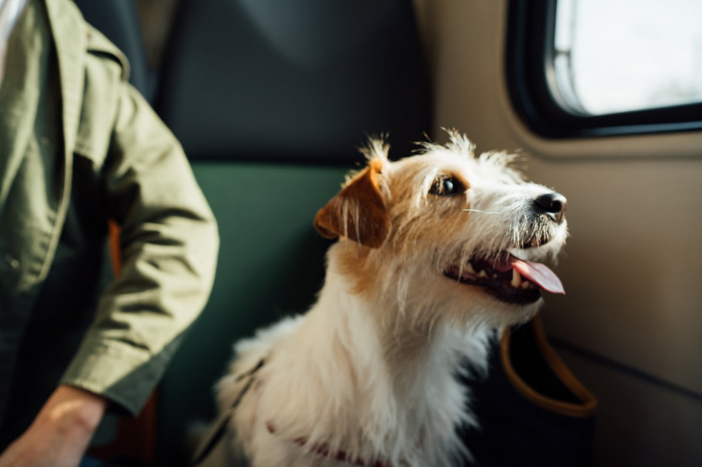 Породы собак для путешественников