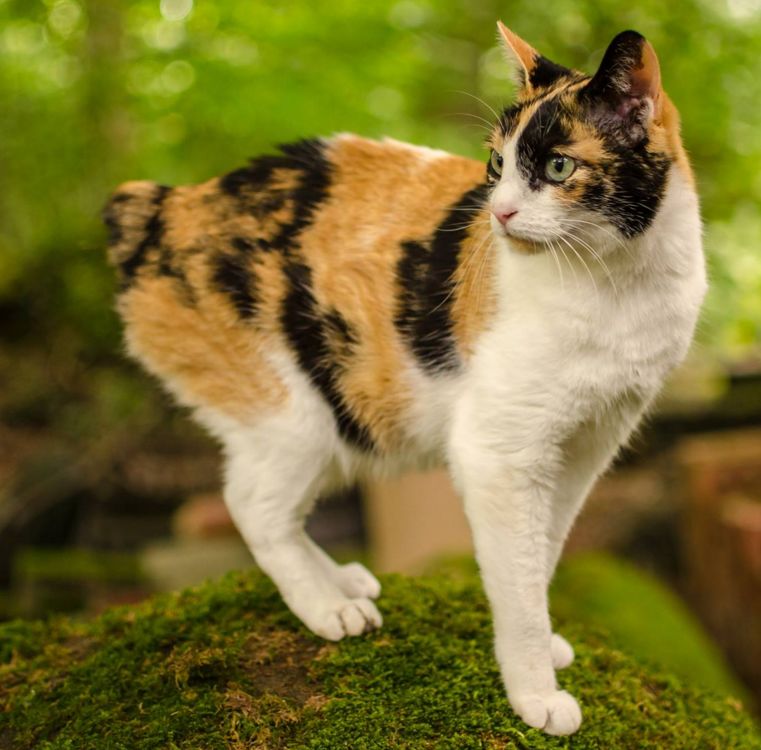 Японский бобтейл: описание породы, характер кошки, советы по содержанию и уходу, фото
