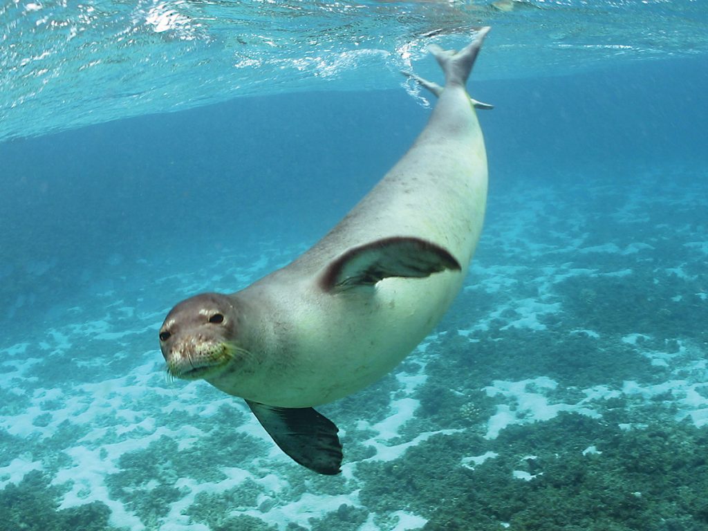 Карибский тюлень-монах - caribbean monk seal
