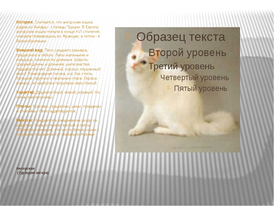 Турецкая ангора - порода кошек - информация и особенностях | хиллс
