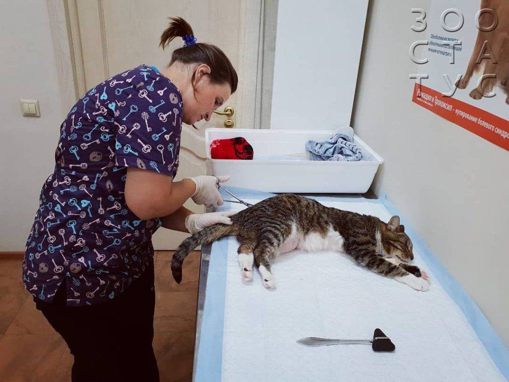 Травмы у кошек: признаки. симптомы, лечение, восстановление