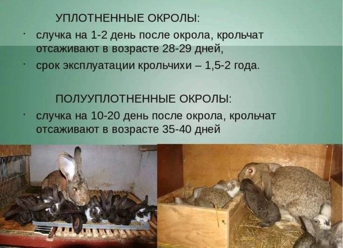 ᐉ сколько раз в сутки крольчиха кормит крольчат? - zooon.ru