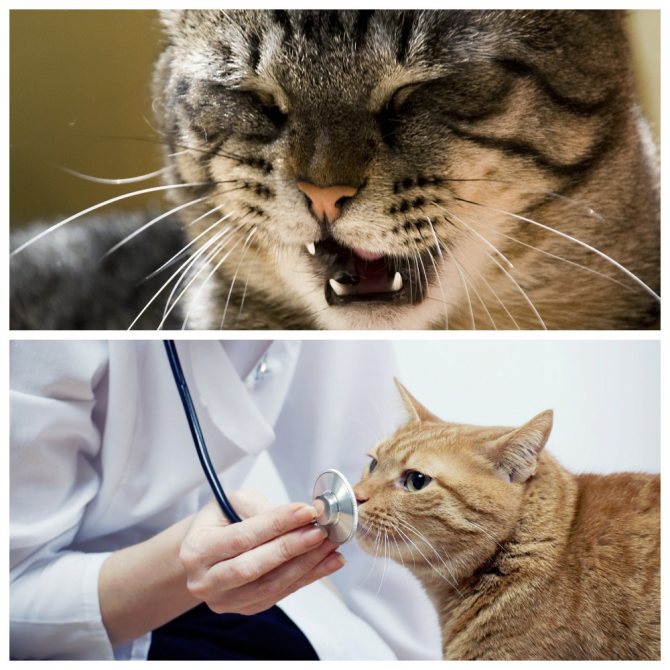 Токсоплазмоз у кошек и котов