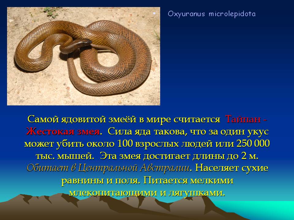 Змея гюрза (описание, места обитания, опасность для человека)