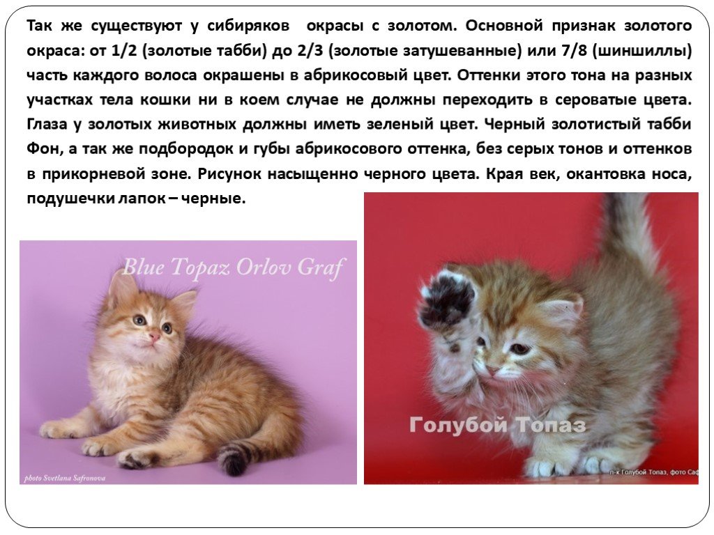 Сибирская кошка : содержание дома, фото, купить, видео, цена