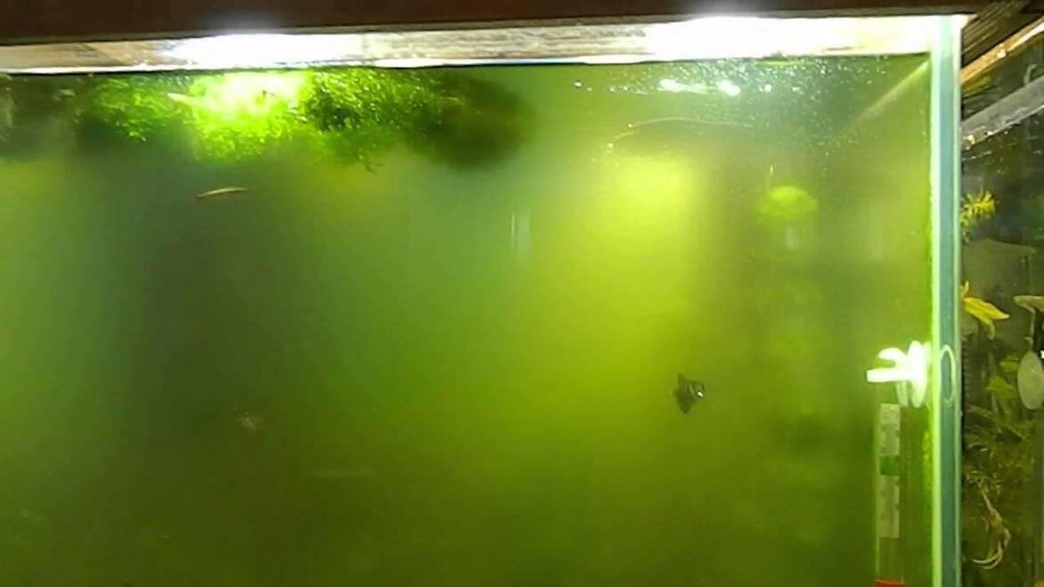 Почему мутнеет вода в аквариуме: как найти причину и устранить