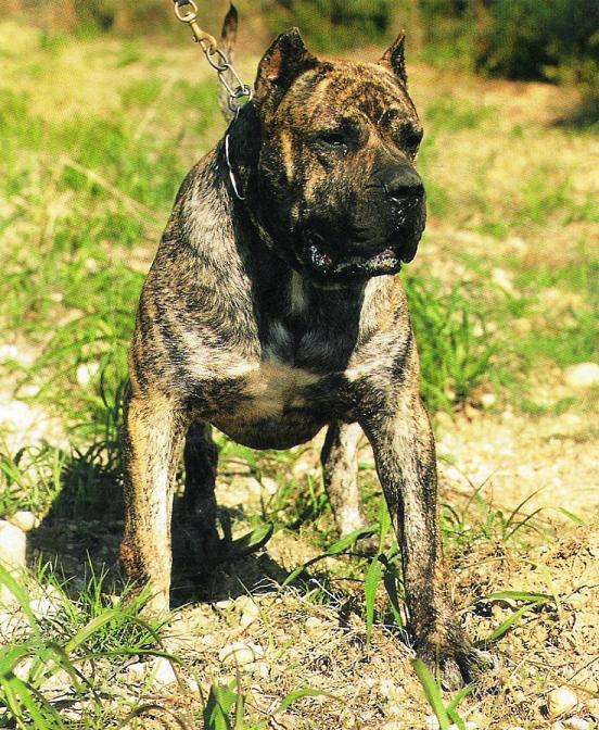 Описание породы собак канарский дог с отзывами владельцев и фото