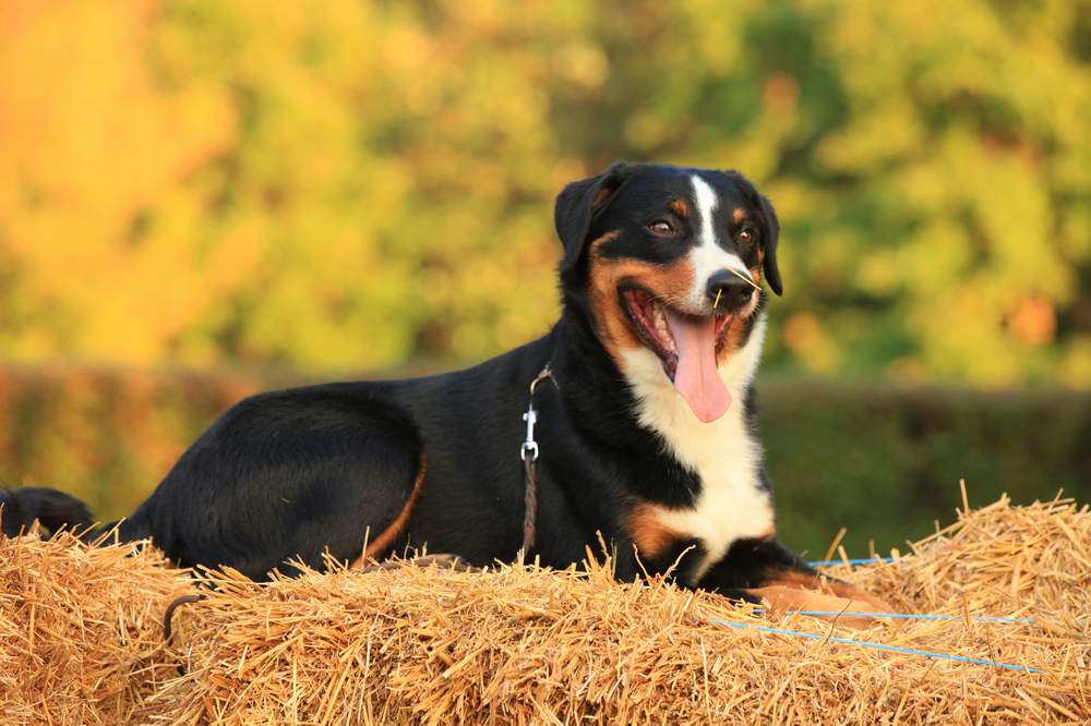 Аппенцеллер зенненхунд: характеристики породы собаки, фото, характер, правила ухода и содержания - petstory