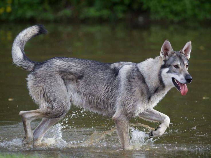 Американская эскимосская собака - фото, цена, описание, видео