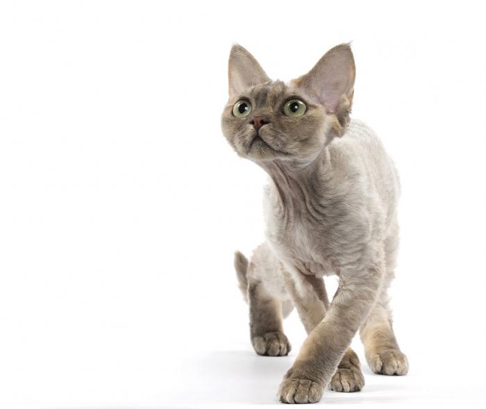 Гипоаллергенные кошки и их породы, фотографии и описания